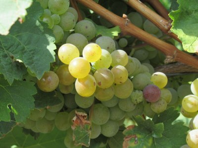 Holiday house Berkele for 8 to 12 people. - Outdoor photo 12