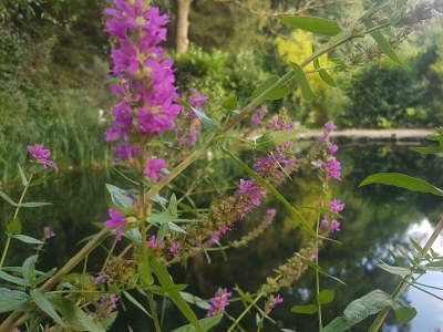 Apartment 4-Bett-Ferienhaus Dusche/WC, 2 Schlafräume - Outdoor photo 3