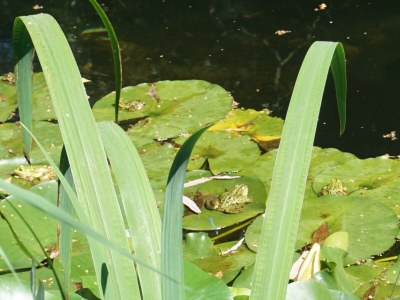 Apartment 4-Bett-Ferienhaus Dusche/WC, 2 Schlafräume - Outdoor photo 10