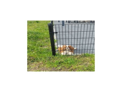 Holiday house Ferienhaus in Molenschot nahe Naturreservate - Outdoor photo 7