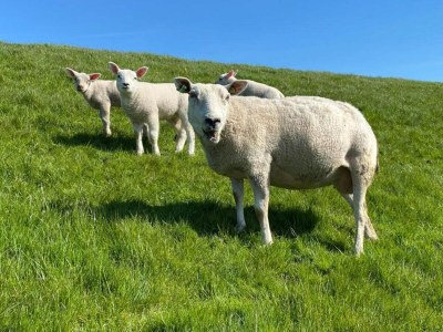 Holiday house Bungalow in Sondel near Slotermeer Lake - Environment photo 28