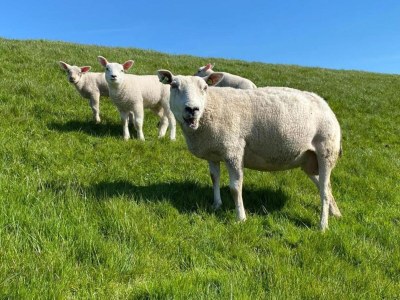 Holiday house Gemütlicher Kurzurlaub am Waldrand - Environment photo 24