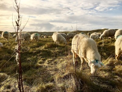 Holiday house Relax Cozy Dirkshorn Stay - Environment photo 27