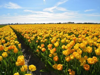 Holiday park Holiday Home in Noordwijk with Sunny Garden - Environment photo 38