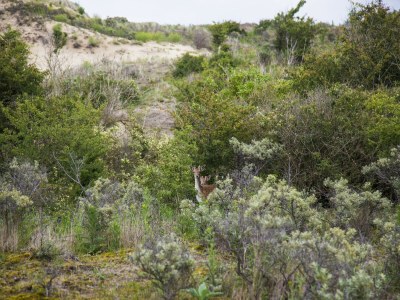 Holiday park Holiday Home in Noordwijk near the Beach - Environment photo 16