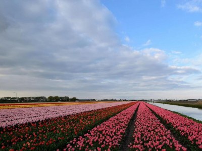 Holiday park Holiday Home in Noordwijk near the Beach - Environment photo 23