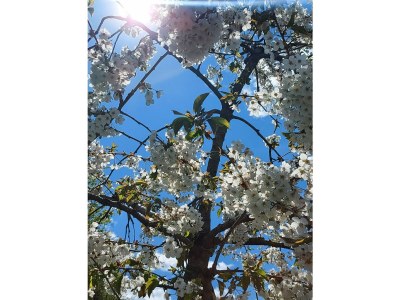 Holiday apartment Farm Turmwirt - Gala - Outdoor photo 12