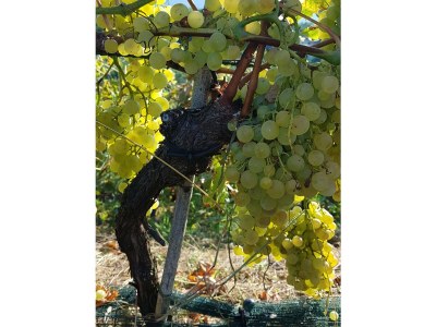 Holiday apartment Farm Turmwirt - Gala - Environment photo 35