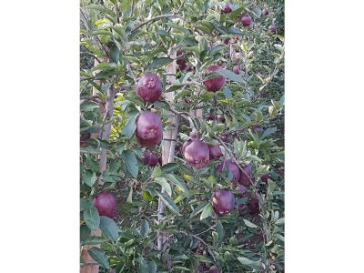 Holiday apartment Farm Turmwirt - Gala - Environment photo 36