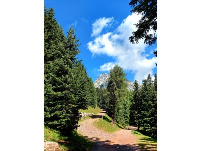 Holiday apartment Farm Turmwirt - Gala - Environment photo 39