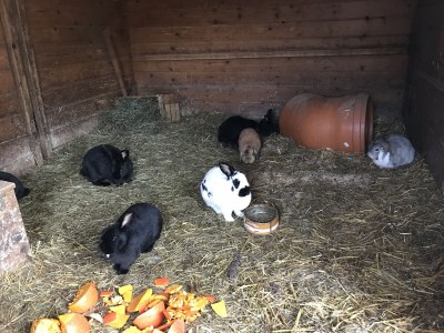 Farmhouse Holiday apartment Leitner "Pony-Goat-Rabbit Ranch" No. 2 - Environment photo 12