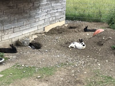 Farmhouse Holiday apartment Leitner "Pony-Goat-Rabbit Ranch" No. 2 - Environment photo 13