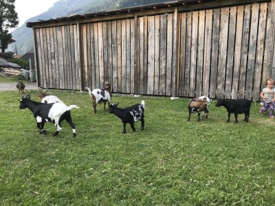 Farmhouse Holiday apartment Leitner "Pony-Goat-Rabbit Ranch" No. 2 - Environment photo 15