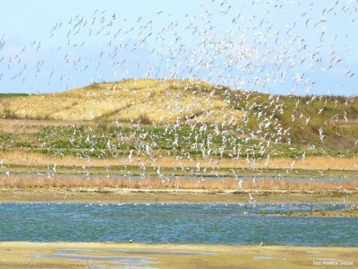 Holiday house Holiday Home Breskens near Beach & Lighthouse - Environment photo 30