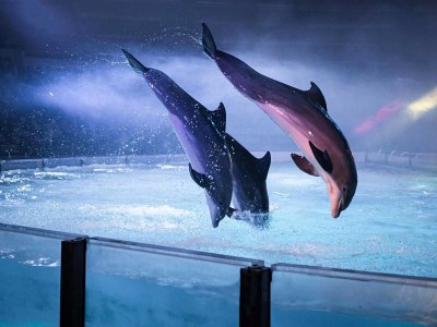 Holiday house Bungalow in Breskens nahe Strand und Dünen - Environment photo 28