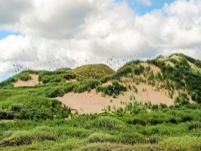 Holiday house 4 star holiday home in Ulfborg - Outdoor photo 24