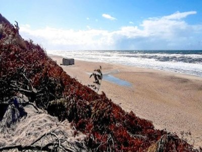 Holiday house 4 star holiday home in Ulfborg - Outdoor photo 32