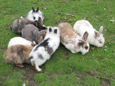 Farmhouse Holiday apartment Leitner "Pony-Goat-Rabbit Ranch" No. 3 - Environment photo 10