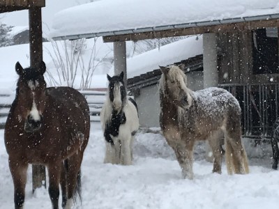 Farmhouse Holiday apartment Leitner "Pony-Goat-Rabbit Ranch" No. 3 - Environment photo 14