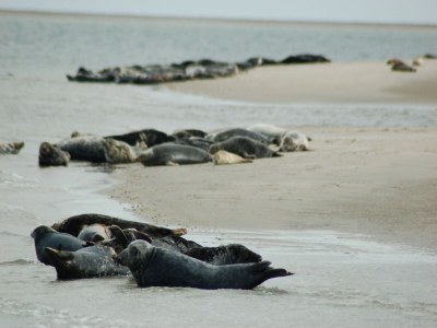Holiday park Modern Bungalows by the Sea - Environment photo 16