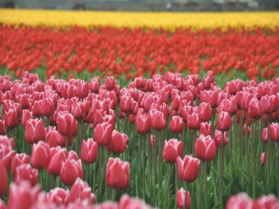 Holiday park Chalet in Netherlands with Open Garden - Environment photo 18