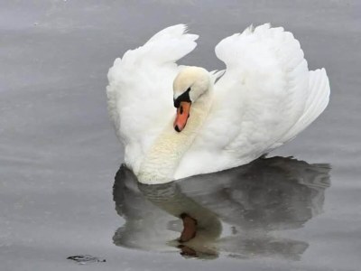 Holiday park Balcony Views by the Sea - Environment photo 22