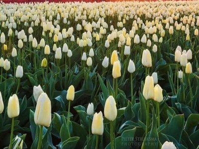 Holiday park Balcony Views by the Sea - Environment photo 36