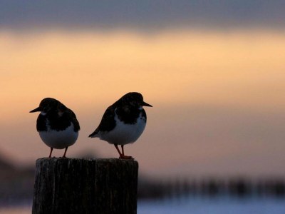Holiday park Apartment in Domburg near the Beach - Environment photo 36