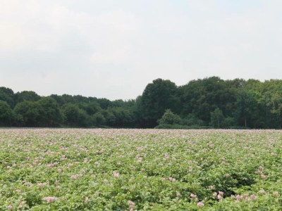 Holiday park Bungalow bei Breda & De Biesbosch - Environment photo 11