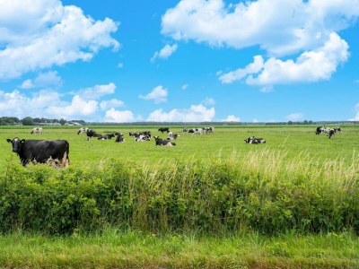 Holiday house Cozy Villa w/ Sauna and BBQ - Environment photo 20