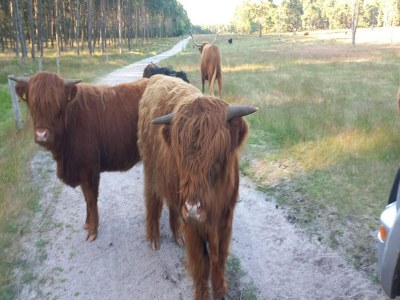 Holiday house Cozy Villa w/ Sauna and BBQ - Environment photo 24