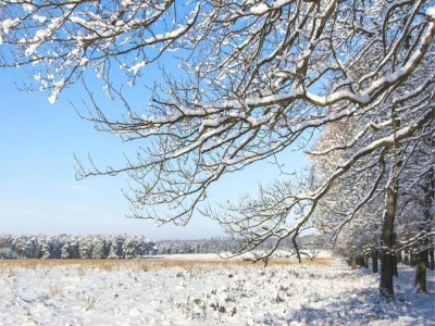 Holiday park Private Chalet in the Woods - Environment photo 8