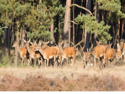 Holiday park Private Chalet in the Woods - Environment photo 16