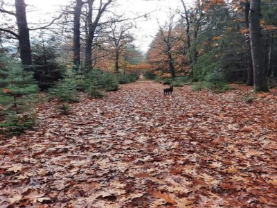 Holiday park Spacious bungalow near the Hunebedcentrum - Environment photo 15