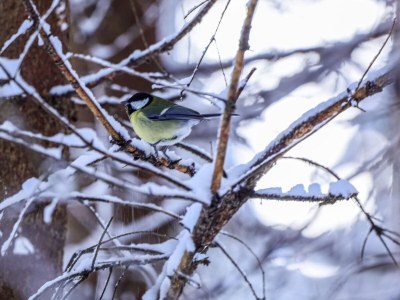 Apartment Apartment in Fulpmes near Stubai Glacier - Outdoor photo 39