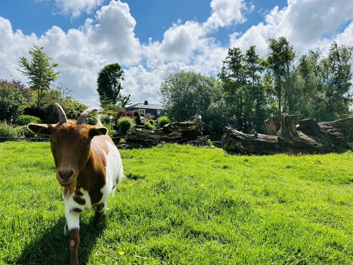 Bungalow Bungalowpark de Horn - 821 - Outdoor photo 5