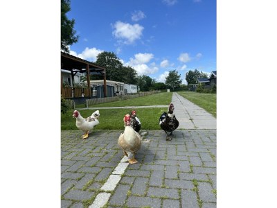 Bungalow Bungalowpark de Horn - 821 - Outdoor photo 6