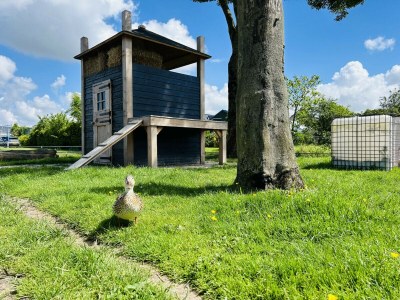 Bungalow Bungalowpark de Horn - Floresta 214 - Outdoor photo 26