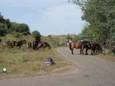 Holiday house Summer House Apeldoorn - Environment photo 30