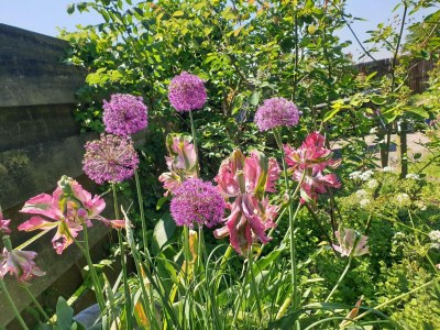 Holiday house Chalet in Ternaard near Heritage Site - Outdoor photo 13