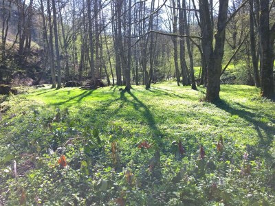 Holiday house Forstgut Lauksburg - Outdoor photo 7