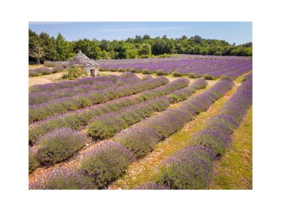 Apartment Apartment Sterna in Svetvincenat - Environment photo 38