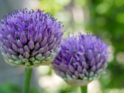 Holiday apartment Garden view - Outdoor photo 7