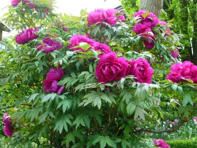 Holiday apartment Garden view - Outdoor photo 11