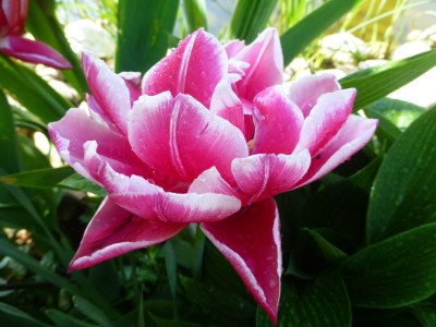 Holiday apartment Garden view - Outdoor photo 12