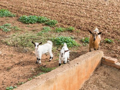 Villa CAN GRAU 32 - Outdoor photo 111