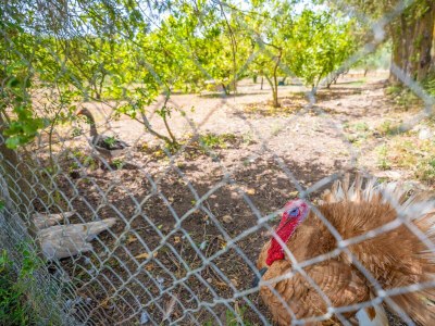 Apartment S'HORT DE SA BAGURA - ES SESTADOR - Outdoor photo 49