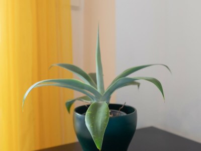 Apartment MARINA DE LA DUQUESA 805 - Features photo 37