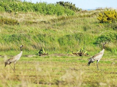 Holiday house Luxury Retreat in Skagen - By Traum Ferienwohnungen - Outdoor photo 24