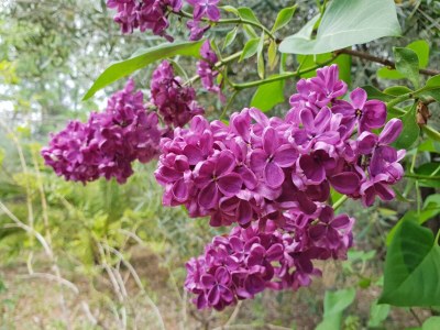 Farmhouse Bauernhaus mit großem Privatpool in der Provence - Outdoor photo 36